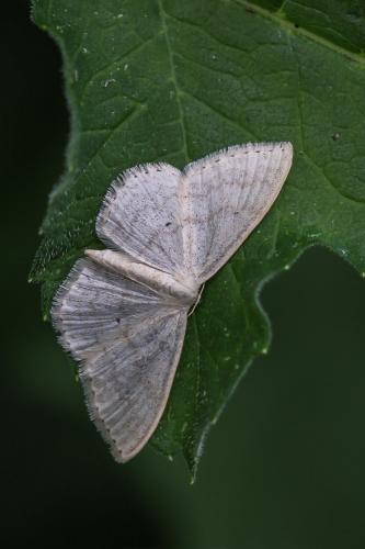 Réf. 242 152 : Scopula floslactata